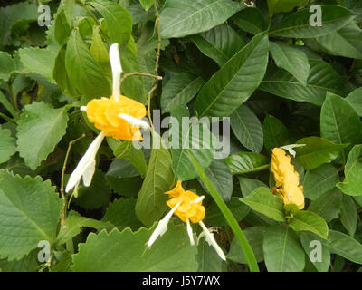 03368 Unidentified Yellow flowers insects Philippines  14 Stock Photo