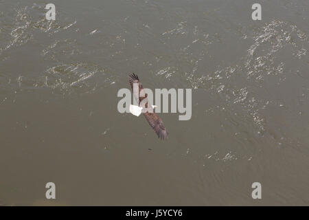 Bald eagle (Haliaeetus leucocephalus) gliding above the Fraser River in British Columbia, Canada. Stock Photo