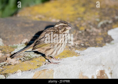 Streaky Seedeater (Serinus striolatus) in Northern Tanzania Stock Photo