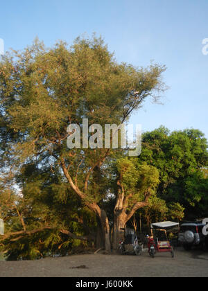 0148 Heritage Sampaloc Tree Lanang Candaba Pampanga Tamarindus indica  01 Stock Photo