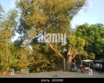 0148 Heritage Sampaloc Tree Lanang Candaba Pampanga Tamarindus indica  02 Stock Photo