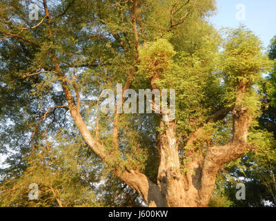 0148 Heritage Sampaloc Tree Lanang Candaba Pampanga Tamarindus indica  07 Stock Photo