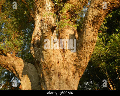 0148 Heritage Sampaloc Tree Lanang Candaba Pampanga Tamarindus indica  13 Stock Photo