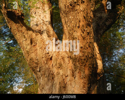 0148 Heritage Sampaloc Tree Lanang Candaba Pampanga Tamarindus indica  17 Stock Photo