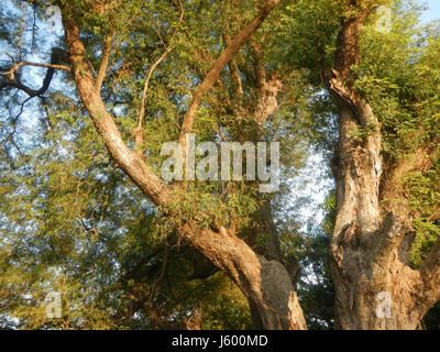 0148 Heritage Sampaloc Tree Lanang Candaba Pampanga Tamarindus indica  22 Stock Photo