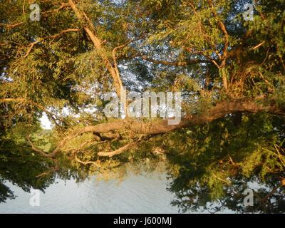 0148 Heritage Sampaloc Tree Lanang Candaba Pampanga Tamarindus indica  27 Stock Photo