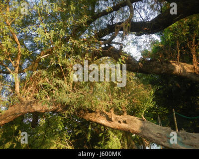 0148 Heritage Sampaloc Tree Lanang Candaba Pampanga Tamarindus indica  28 Stock Photo