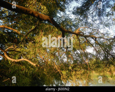 0148 Heritage Sampaloc Tree Lanang Candaba Pampanga Tamarindus indica  35 Stock Photo