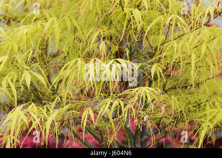 Acer palmatum 'Koto-no-ito'. Japanese maple 'Koto-no-ito' Stock Photo