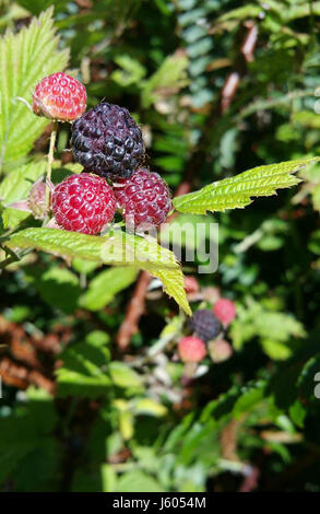 The image shows a batch of blackcap raspberries, a variety of raspberry known for its dark color and distinctive flavor. These berries are commonly grown in temperate regions and are prized for their sweetness and nutritional value. Stock Photo