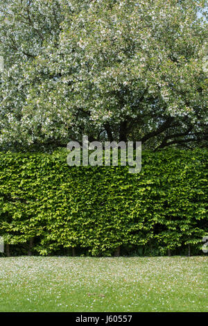 Malus. Fallen crab apple blossom on a lawn. UK Stock Photo