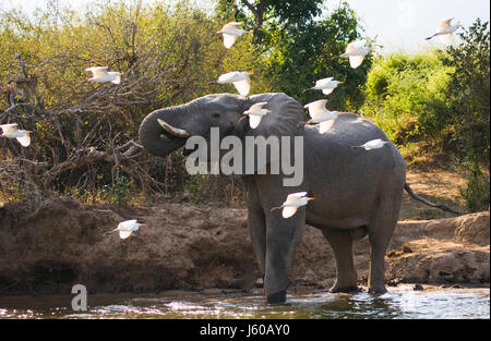 The elephant is surrounded by white herons. Zambia. Lower Zambezi National Park. Zambezi River. Stock Photo