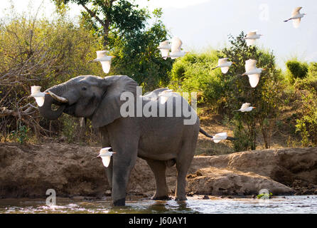 The elephant is surrounded by white herons. Zambia. Lower Zambezi National Park. Zambezi River. Stock Photo