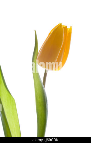 yellow tulip Stock Photo