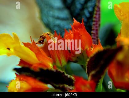 small orange & yellow color begonia flowers found in a home garden in Sri Lanka Stock Photo
