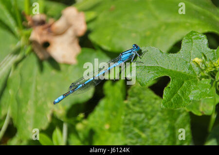 Close up of an Azure Damselfly on a wild rose flower in a summer ...