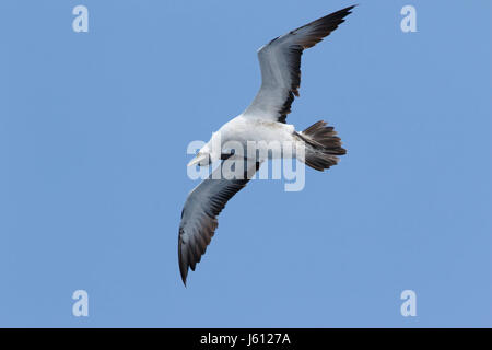 masked booby (Sula dactylatra) adult flying over ocean off coast of Brazil Stock Photo