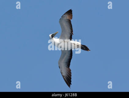 masked booby (Sula dactylatra) adult flying over ocean off coast of Brazil Stock Photo