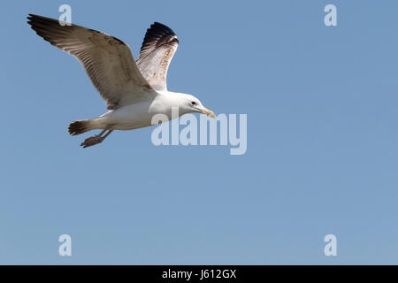Caspian gull ( Larus cachinnans) immature bird flying over Black Sea, Romania Stock Photo