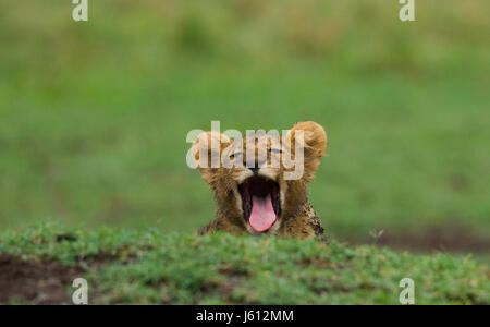 Portrait of a young lion. Kenya. Tanzania. Maasai Mara. Serengeti. Stock Photo