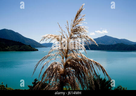 View Marlborough New Zealand South Island Ocean Stock Photo - Alamy