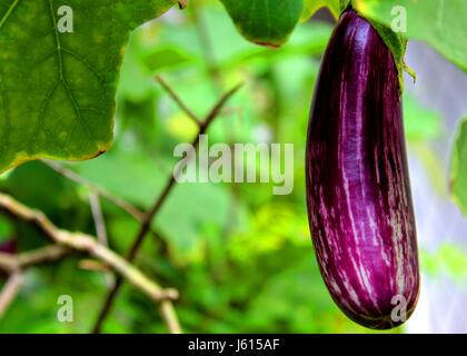 a brinjal / eggplant fruit seen in a home garden in Sri Lanka Stock Photo