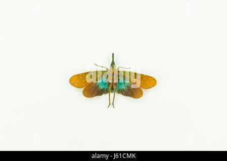 lantern bug dried specimen isolated on white background. Pyrops whiteheadi.abdomen view. Stock Photo