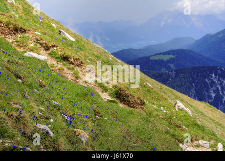 blue mountains alps austrians carinthia gentian mountain meadow blue Stock Photo