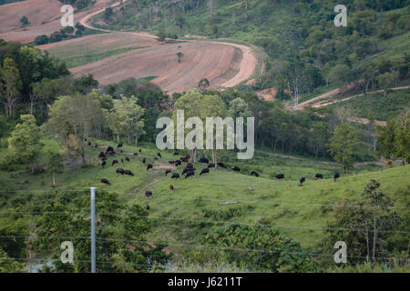 The bison who eats for food on the hill in the evening with an electric line to keep it from crossing into the community. Stock Photo