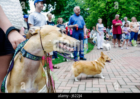 Indiana Chesterton,Thomas Centennial Park,Bark in the Park,dog,family families parent parents child children,Festival,festivals fair pet,animal,greyho Stock Photo