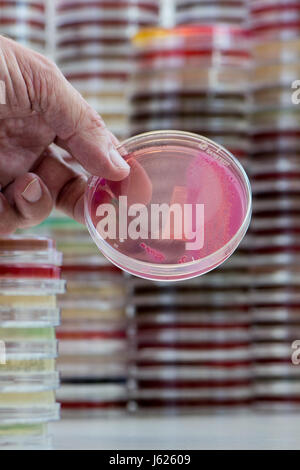 Regensburg, Germany. 10th Apr, 2017. Picture of a petri dish with gram-negative bacteria taken at the University Clinic in Regensburg, Germany, 10 April 2017. Schneider is Bavaria's first Professor for Hospital Hygiene. At the clinic of the University of Regensburg he provides advanced training for doctors and medical personnel, advices clinics in eastern Bavaria and researches multiresistant organisms. Photo: Armin Weigel/dpa/Alamy Live News Stock Photo