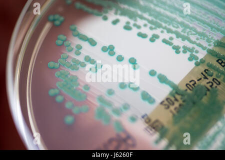 Regensburg, Germany. 10th Apr, 2017. Picture of a petri dish with MRSA bacteria (methicillin-resistant Staphylococcus aureus) taken at the University Clinic in Regensburg, Germany, 10 April 2017. Schneider is Bavaria's first Professor for Hospital Hygiene. At the clinic of the University of Regensburg he provides advanced training for doctors and medical personnel, advices clinics in eastern Bavaria and researches multiresistant organisms. Photo: Armin Weigel/dpa/Alamy Live News Stock Photo