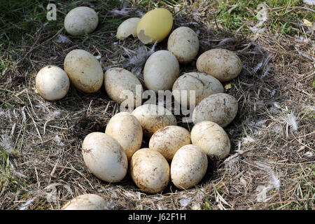 Broken and cold Greater rhea eggs can be seen in an abandoned nest of the flightless bird near Schattin, Germany, 11 May 2017. The population of wild Greater rheas in Mecklenburg-Western Pomerania and Schleswig-Holstein shall be limited. Due to the damages caused by the exotic flightless bird to the agriculture, the manipulation of clutches is allowed. The eggs are drilled on two sites until the yolk is reached. 220 Greater rheas live in the region, originating from a few animals that broke out of an enclosure more than ten years ago. Photo: Jens Büttner/dpa-Zentralbild/ZB Stock Photo