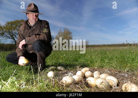 Ranger Mario Axel of the department of the biosphere reserve Schaalsee-Elbe looks at broken and cold Greater rhea eggs in an abandoned nest of the flightless bird near Schattin, Germany, 11 May 2017. The population of wild Greater rheas in Mecklenburg-Western Pomerania and Schleswig-Holstein shall be limited. Due to the damages caused by the exotic flightless bird to the agriculture, the manipulation of clutches is allowed. The eggs are drilled on two sites until the yolk is reached. 220 Greater rheas live in the region, originating from a few animals that broke out of an enclosure more than t Stock Photo