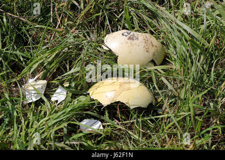 Broken and cold Greater rhea eggs can be seen in an abandoned nest of the flightless bird near Schattin, Germany, 11 May 2017. The population of wild Greater rheas in Mecklenburg-Western Pomerania and Schleswig-Holstein shall be limited. Due to the damages caused by the exotic flightless bird to the agriculture, the manipulation of clutches is allowed. The eggs are drilled on two sites until the yolk is reached. 220 Greater rheas live in the region, originating from a few animals that broke out of an enclosure more than ten years ago. Photo: Jens Büttner/dpa-Zentralbild/ZB Stock Photo