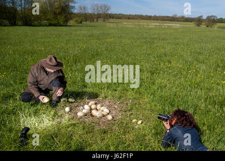 Ranger Mario Axel of the department of the biosphere reserve Schaalsee-Elbe looks at broken and cold Greater rhea eggs in an abandoned nest of the flightless bird near Schattin, Germany, 11 May 2017. The population of wild Greater rheas in Mecklenburg-Western Pomerania and Schleswig-Holstein shall be limited. Due to the damages caused by the exotic flightless bird to the agriculture, the manipulation of clutches is allowed. The eggs are drilled on two sites until the yolk is reached. 220 Greater rheas live in the region, originating from a few animals that broke out of an enclosure more than t Stock Photo