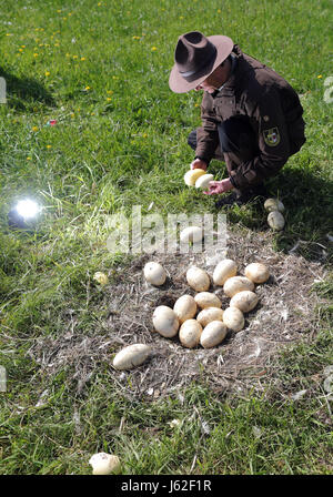 Ranger Mario Axel of the department of the biosphere reserve Schaalsee-Elbe looks at broken and cold Greater rhea eggs in an abandoned nest of the flightless bird near Schattin, Germany, 11 May 2017. The population of wild Greater rheas in Mecklenburg-Western Pomerania and Schleswig-Holstein shall be limited. Due to the damages caused by the exotic flightless bird to the agriculture, the manipulation of clutches is allowed. The eggs are drilled on two sites until the yolk is reached. 220 Greater rheas live in the region, originating from a few animals that broke out of an enclosure more than t Stock Photo