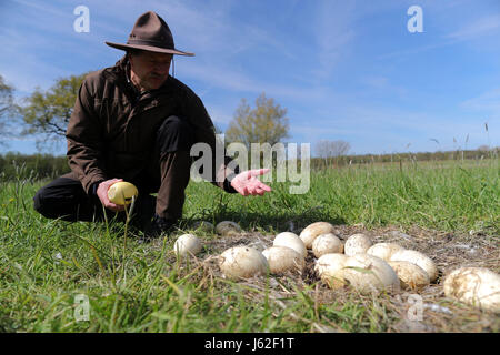 Ranger Mario Axel of the department of the biosphere reserve Schaalsee-Elbe looks at broken and cold Greater rhea eggs in an abandoned nest of the flightless bird near Schattin, Germany, 11 May 2017. The population of wild Greater rheas in Mecklenburg-Western Pomerania and Schleswig-Holstein shall be limited. Due to the damages caused by the exotic flightless bird to the agriculture, the manipulation of clutches is allowed. The eggs are drilled on two sites until the yolk is reached. 220 Greater rheas live in the region, originating from a few animals that broke out of an enclosure more than t Stock Photo