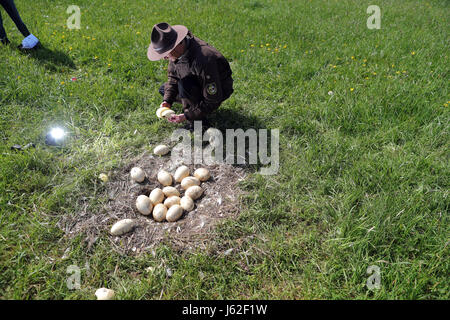 Ranger Mario Axel of the department of the biosphere reserve Schaalsee-Elbe looks at broken and cold Greater rhea eggs in an abandoned nest of the flightless bird near Schattin, Germany, 11 May 2017. The population of wild Greater rheas in Mecklenburg-Western Pomerania and Schleswig-Holstein shall be limited. Due to the damages caused by the exotic flightless bird to the agriculture, the manipulation of clutches is allowed. The eggs are drilled on two sites until the yolk is reached. 220 Greater rheas live in the region, originating from a few animals that broke out of an enclosure more than t Stock Photo