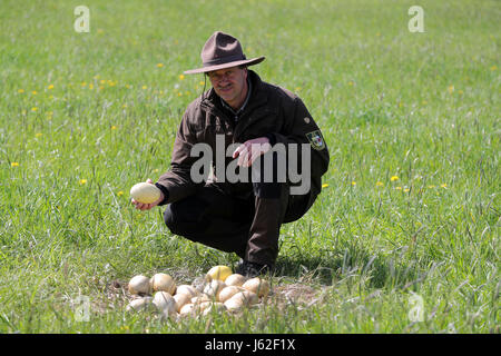 Ranger Mario Axel of the department of the biosphere reserve Schaalsee-Elbe looks at broken and cold Greater rhea eggs in an abandoned nest of the flightless bird near Schattin, Germany, 11 May 2017. The population of wild Greater rheas in Mecklenburg-Western Pomerania and Schleswig-Holstein shall be limited. Due to the damages caused by the exotic flightless bird to the agriculture, the manipulation of clutches is allowed. The eggs are drilled on two sites until the yolk is reached. 220 Greater rheas live in the region, originating from a few animals that broke out of an enclosure more than t Stock Photo