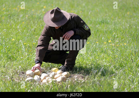 Ranger Mario Axel of the department of the biosphere reserve Schaalsee-Elbe looks at broken and cold Greater rhea eggs in an abandoned nest of the flightless bird near Schattin, Germany, 11 May 2017. The population of wild Greater rheas in Mecklenburg-Western Pomerania and Schleswig-Holstein shall be limited. Due to the damages caused by the exotic flightless bird to the agriculture, the manipulation of clutches is allowed. The eggs are drilled on two sites until the yolk is reached. 220 Greater rheas live in the region, originating from a few animals that broke out of an enclosure more than t Stock Photo