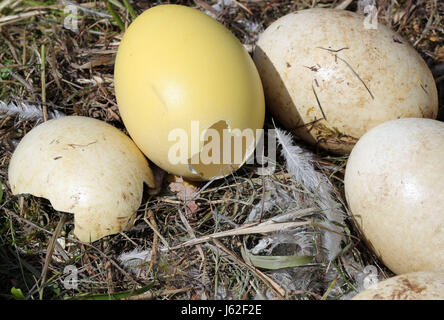 Broken and cold Greater rhea eggs can be seen in an abandoned nest of the flightless bird near Schattin, Germany, 11 May 2017. The population of wild Greater rheas in Mecklenburg-Western Pomerania and Schleswig-Holstein shall be limited. Due to the damages caused by the exotic flightless bird to the agriculture, the manipulation of clutches is allowed. The eggs are drilled on two sites until the yolk is reached. 220 Greater rheas live in the region, originating from a few animals that broke out of an enclosure more than ten years ago. Photo: Jens Büttner/dpa-Zentralbild/ZB Stock Photo