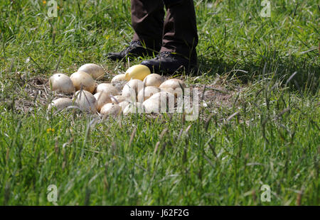 Ranger Mario Axel of the department of the biosphere reserve Schaalsee-Elbe looks at broken and cold Greater rhea eggs in an abandoned nest of the flightless bird near Schattin, Germany, 11 May 2017. The population of wild Greater rheas in Mecklenburg-Western Pomerania and Schleswig-Holstein shall be limited. Due to the damages caused by the exotic flightless bird to the agriculture, the manipulation of clutches is allowed. The eggs are drilled on two sites until the yolk is reached. 220 Greater rheas live in the region, originating from a few animals that broke out of an enclosure more than t Stock Photo