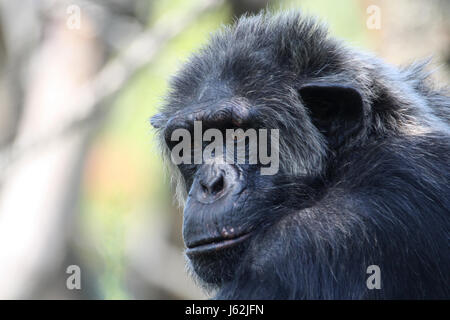 monkey chimpanzee anthropoid senior senior citizen elderly person elder person Stock Photo