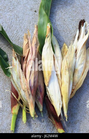 Freshly picked homegrown Glass Gem Corn Stock Photo