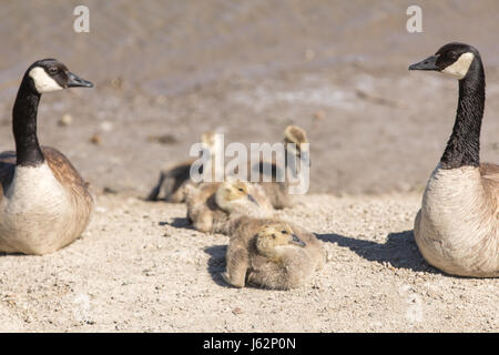 Canada Geese (Branta Canadensis) Parents Watching Goslings Stock Photo