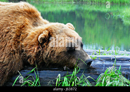 Grizzly bear sleeping near a pond.