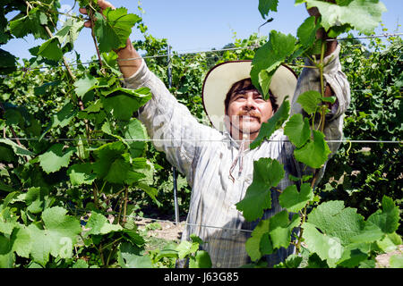 Michigan Berrien Springs,Domaine Berrien Cellars,vineyard winery,grapes,farm,estate bottled wine,viticulture,Hispanic man men male,migrant,laborer,wor Stock Photo