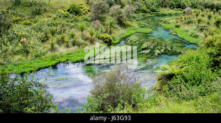 Blue Spring which is located at Te Waihou Walkway,Hamilton New Zealand. Stock Photo