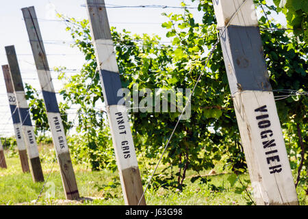 Michigan Berrien Springs,Domaine Berrien Cellars,vineyard winery,grapes,farm,estate bottled wine,viticulture,plants,post,sign,Viognier,Pinot Gris,Syra Stock Photo